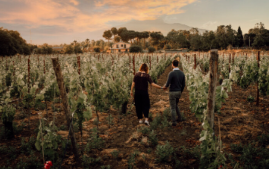 Private Etna Winery and Culinary Experience — Sicilian vineyard